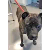 Foto dell\'animale cane - Matr. 2018/2110 - Microchip 380260042267198