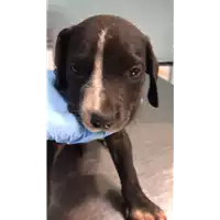 Foto dell\'animale cane - Matr. 2018/2112 - Microchip 380260042786500