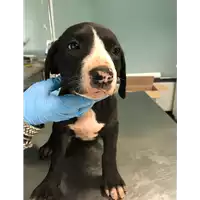 Foto dell\'animale cane - Matr. 2018/2113 - Microchip 380260042788190