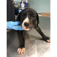Foto dell\'animale cane - Matr. 2018/2114 - Microchip 380260042788228