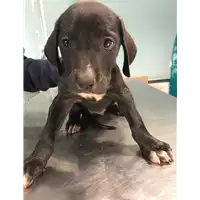 Foto dell\'animale cane - Matr. 2018/2115 - Microchip 380260042788211