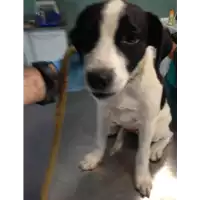 Foto dell\'animale cane - Matr. 2018/2117 - Microchip 380260042788098