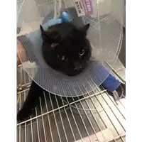 Foto dell\'animale gatto - Matr. 2018/2118 - Microchip 380260042786838