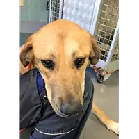Foto dell\'animale cane - Matr. 2018/2128 - Microchip 380260043687400