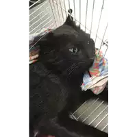 Foto dell\'animale gatto - Matr. 2018/2126 - Microchip 380260043687144