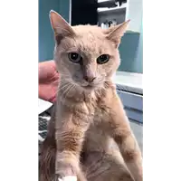 Foto dell\'animale gatto - Matr. 2018/2127 - Microchip 380260043686632