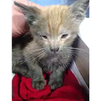 Foto dell\'animale gatto - Matr. 2018/2130 - Microchip 380260043687263