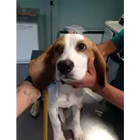 cane - Matr. 2018/2139 - Microchip 380260043687345