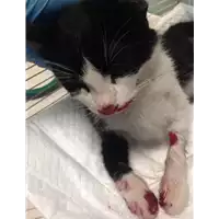 Foto dell\'animale gatto - Matr. 2018/2145 - Microchip 380260042786587