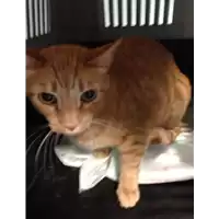 Foto dell\'animale gatto - Matr. 2018/2146 - Microchip 380260042787979