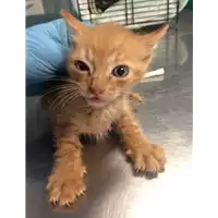 Foto dell\'animale gatto - Matr. 2018/2142 - Microchip 380260042786875