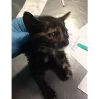 Foto dell\'animale gatto - Matr. 2018/2143 - Microchip 380260043681300