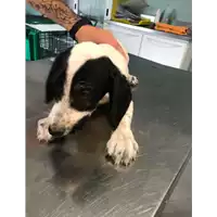 Foto dell\'animale cane - Matr. 2018/2151 - Microchip 380260042788163
