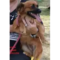 Foto dell\'animale cane - Matr. 2018/1507 - Microchip 380260042786692
