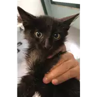 Foto dell\'animale gatto - Matr. 2018/2155 - Microchip 380260042787232