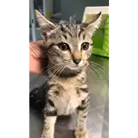 Foto dell\'animale gatto - Matr. 2018/2158 - Microchip 380260042787996