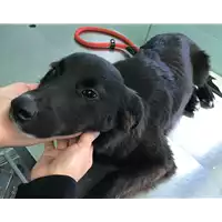 Foto dell\'animale cane - Matr. 2018/2159 - Microchip 380260043535269