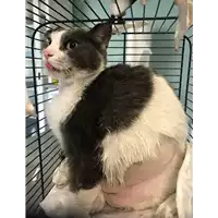 Foto dell\'animale gatto - Matr. 2018/2160 - Microchip 380260042786923