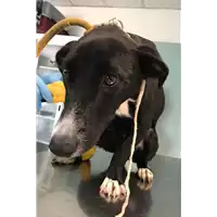 Foto dell\'animale cane - Matr. 2018/2161 - Microchip 380260042787233