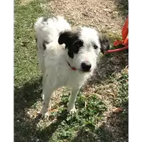 Foto dell\'animale cane - Matr. 2018/2162 - Microchip 380260042871628