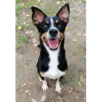 Foto dell\'animale cane - Matr. 2018/2168 - Microchip 380260042535356