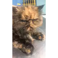 Foto dell\'animale gatto - Matr. 2018/2172 - Microchip 380260043687153