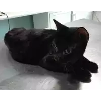 Foto dell\'animale gatto - Matr. 2018/1941 - Microchip 380260042932850