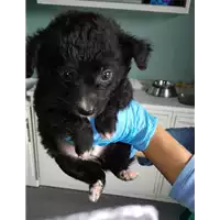 Foto dell\'animale cane - Matr. 2018/2174 - Microchip 380260043686475