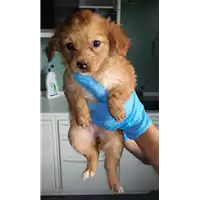 Foto dell\'animale cane - Matr. 2018/2176 - Microchip 380260043686829