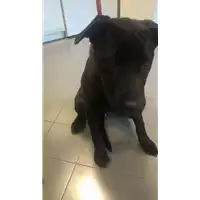 Foto dell\'animale cane - Matr. 2018/2182 - Microchip 380260043527024