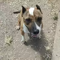 Foto dell\'animale cane - Matr. 2018/2183 - Microchip 380260043680638