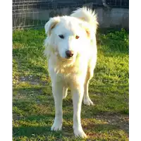 Foto dell\'animale cane - Matr. 2016/0291 - Microchip 380260040908876