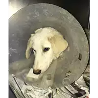 Foto dell\'animale cane - Matr. 2018/2186 - Microchip 380260043519963