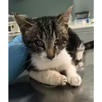 Foto dell\'animale gatto - Matr. 2018/2187 - Microchip 380260043687412