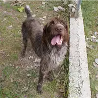 Foto dell\'animale cane - Matr. 2018/1585 - Microchip 380260042787876