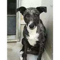 Foto dell\'animale cane - Matr. 2018/0472 - Microchip 380260043508099