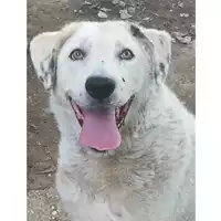 Foto dell\'animale cane - Matr. 2017/2651 - Microchip 380260042816447