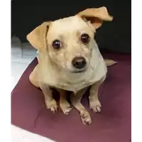 Foto dell\'animale cane - Matr. 2018/2190 - Microchip 380260043681420