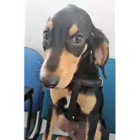 Foto dell\'animale cane - Matr. 2018/2196 - Microchip 380260043526914