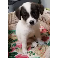 Foto dell\'animale cane - Matr. 2018/2197 - Microchip 380260042787013