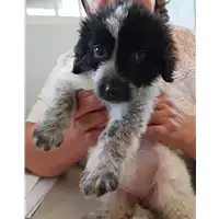 Foto dell\'animale cane - Matr. 2018/2198 - Microchip 380260043526878
