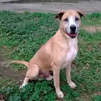 Foto dell\'animale cane - Matr. 2010/1386 - Microchip 380260000284339