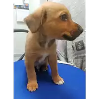 Foto dell\'animale cane - Matr. 2018/2203 - Microchip 380260042786513