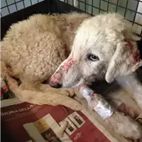 Foto dell\'animale cane - Matr. 2018/2205 - Microchip 380260042787299