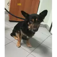 Foto dell\'animale cane - Matr. 2018/2211 - Microchip 380260042787285