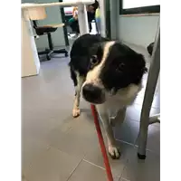Foto dell\'animale cane - Matr. 2018/2213 - Microchip 380260042787625