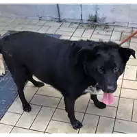 cane - Matr. 2018/2194 - Microchip 380260042787444