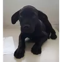 Foto dell\'animale cane - Matr. 2018/2215 - Microchip 380260043681372