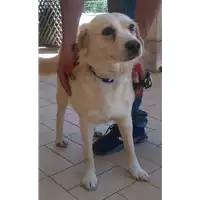 Foto dell\'animale cane - Matr. 2017/1119 - Microchip 380260043268651