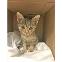 Foto dell\'animale gatto - Matr. 2018/2217 - Microchip 380260043680581